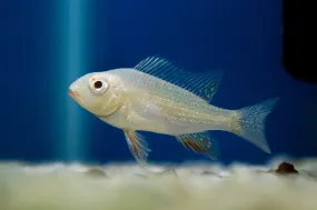 Albino Threadfin Acara 'Luo Han'
