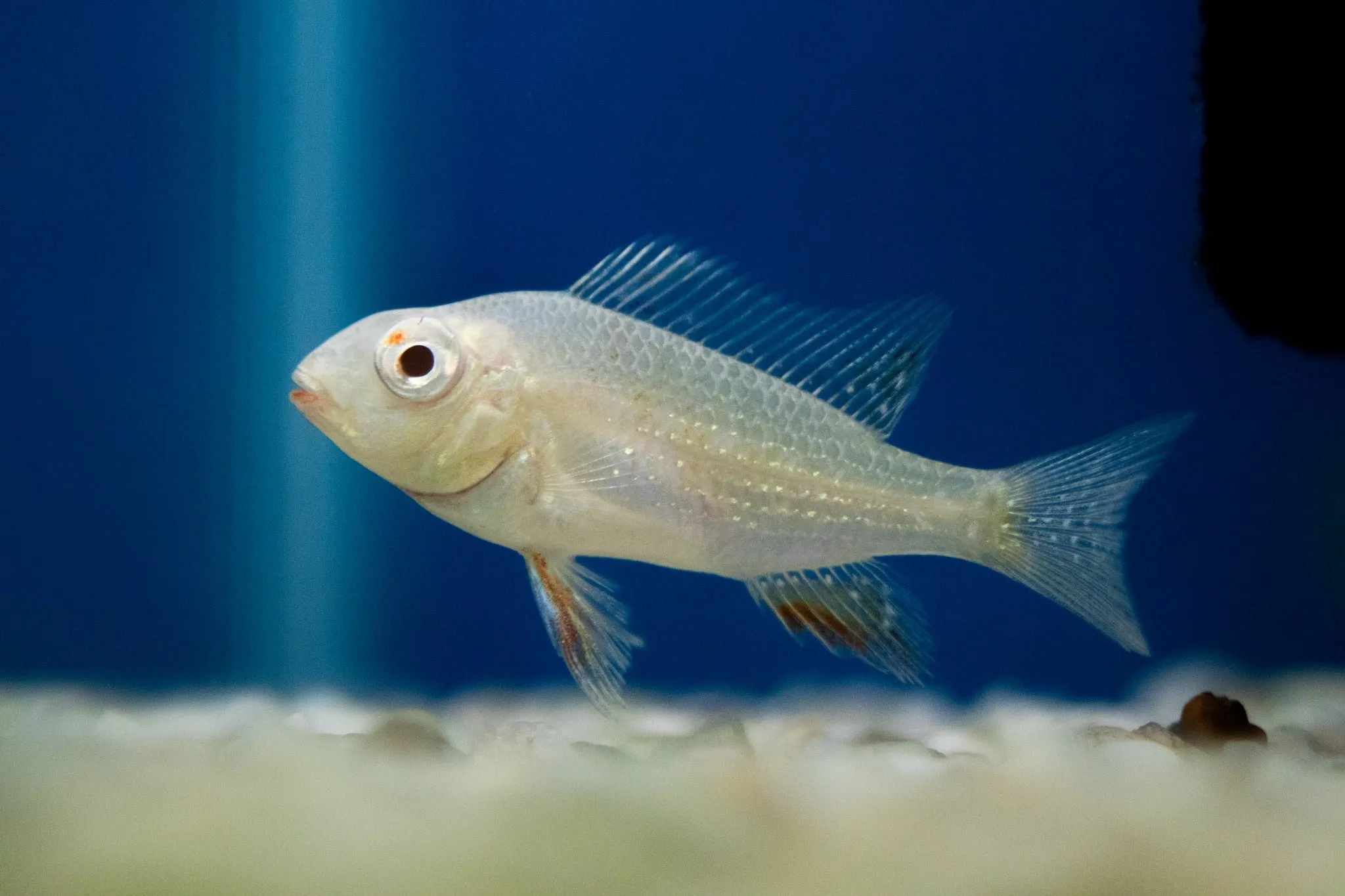 Albino Threadfin Acara 'Luo Han'