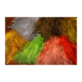 Fine Black Barred Marabou