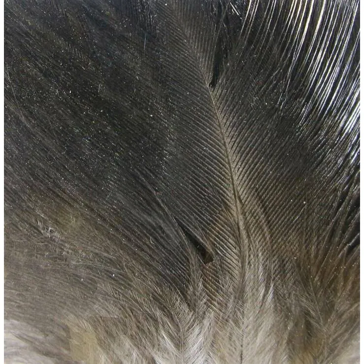 Gallo de Leon Saddle Feathers