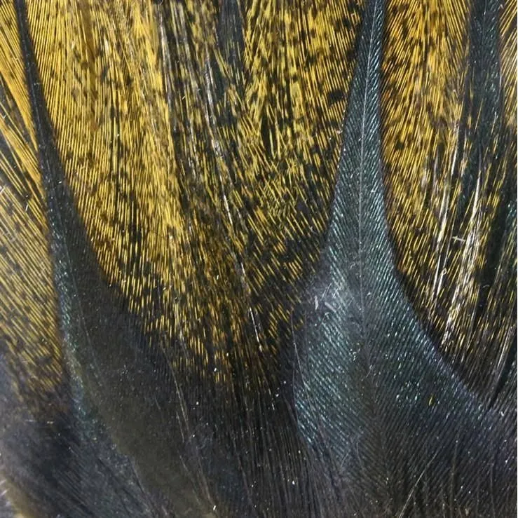Gallo de Leon Saddle Feathers