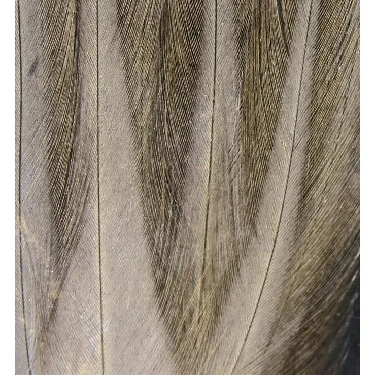 Gallo de Leon Saddle Feathers