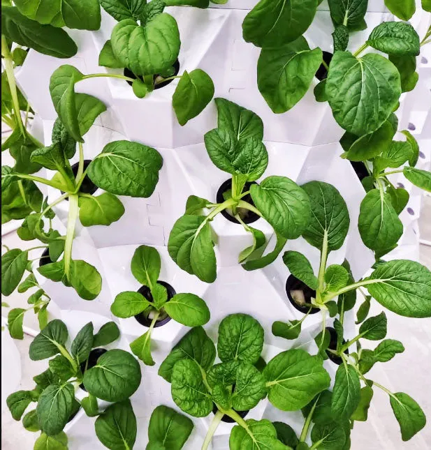 Lyine 8P Vertical Hydroponic Tower - Growing Solution for Leafy Greens | 6-10 Layers